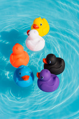 Six colourful rubber ducks, a family of ducks, yellow, blue, purple, black, white and orange, swimming in the water in a paddling pool