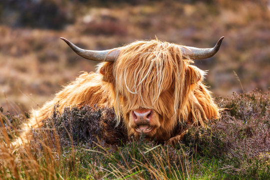 Highland cattle near Applecross