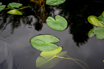 Water lily