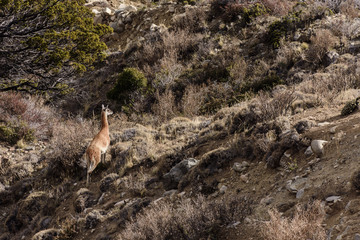 Scenic View Animal Wildlife On Its Environment