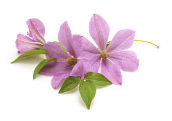 Bouquet of purple clematis.