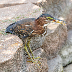 Green Heron