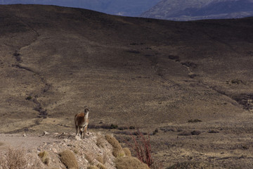 A Guanaco On Its Environment