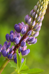 Purple lupinus