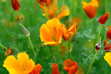 Obraz premium abstract background of poppies on a green background