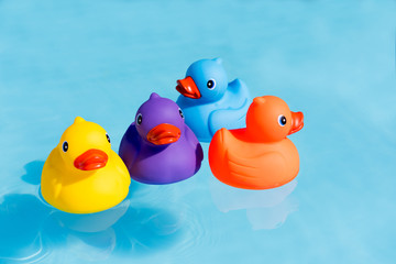 Four colourful rubber ducks, a family of ducks, yellow, blue, purple and orange, swimming in the...