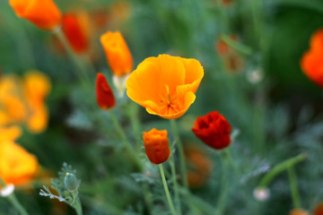Obraz premium abstract background of poppies on a green background