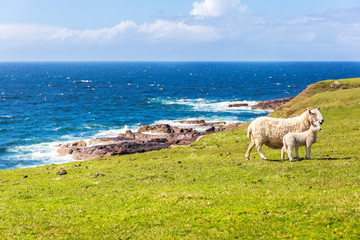 Sheeps at the coastline of Stoer
