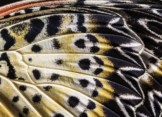 Closeup The Leopard Lacewing (Cethosia cyane euanthes Fruhstorfer)wing, butterfly wing detail...