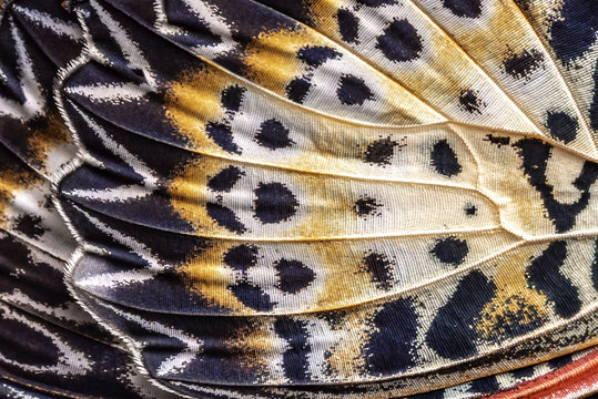 Closeup The Leopard Lacewing (Cethosia cyane euanthes Fruhstorfer)wing, butterfly wing detail texture background