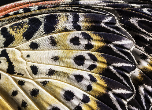 Closeup The Leopard Lacewing (Cethosia cyane euanthes Fruhstorfer)wing, butterfly wing detail texture background