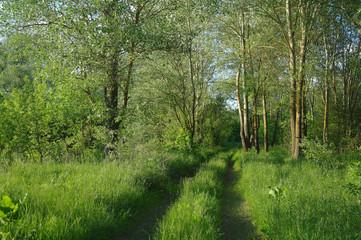 Spring Nature. Park with Green Grass and Trees.