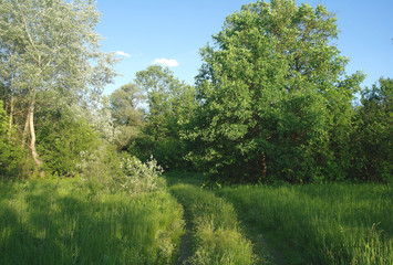 Obraz premium Spring Nature. Park with Green Grass and Trees.