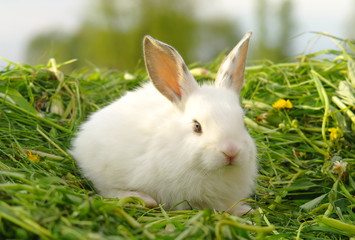 Funny baby white rabbit in grass