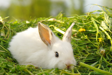 Funny baby white rabbit in grass
