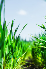 Macro close-up of wheat grass growing from the roots in the soil under the blue sky and white clouds. Extra Low Angle