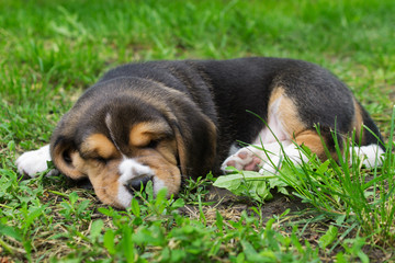 purebred puppy beagle asleep on lawn in grass