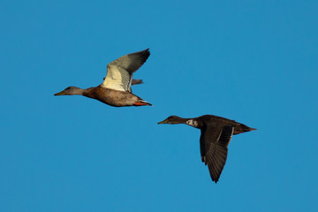 Couple of wild ducks flying in the wild