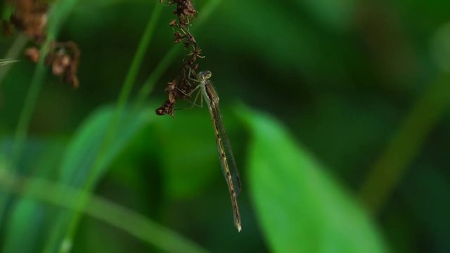 Close-up red dragonfly Sympecma fusca with wings of a blade of grass on a stalk in the foothills of the Caucasus