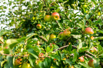 natural ripe apples on the branches of a tree in the garden