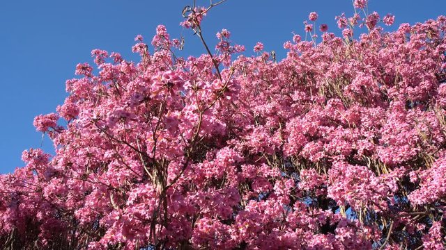 Super blossom of Handroanthus impetiginosus, photo took at Los Angeles