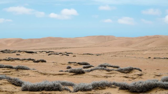 View to tillandsia plant in the desert - timelapse 