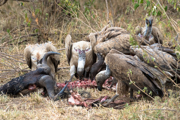 Obraz premium vulture