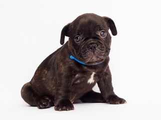 French bulldog cute puppy looks on white background