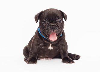 Obraz premium puppy looks on white background