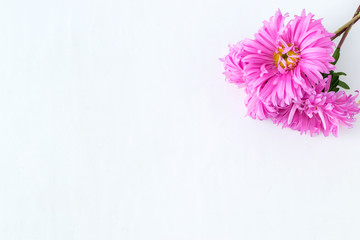 Pink flowers on white background