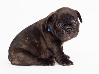 French bulldog cute puppy looks on white background