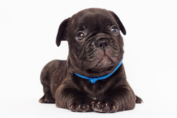French Bulldog puppy lies on a white background