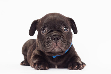 French bulldog puppy looks on a white background