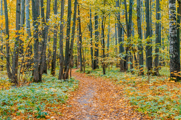 Path in a forest with colorful autumn leaves