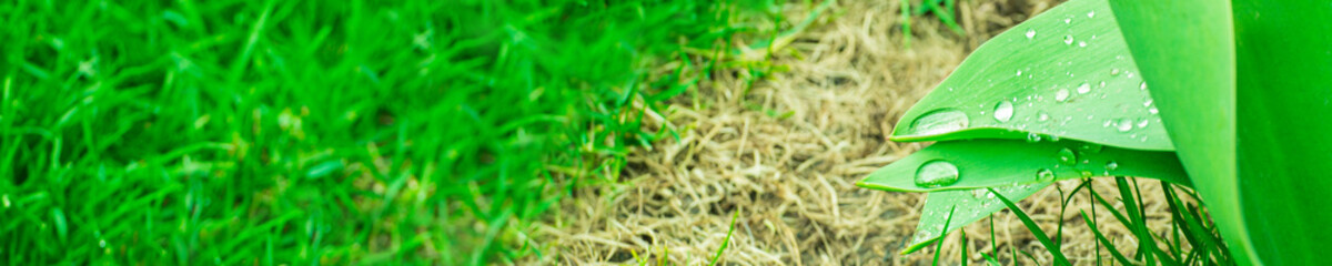 Obraz premium Green background with grass. Water drops on the green grass. Drop of dew in morning on a leaf. Banner, header for web design.