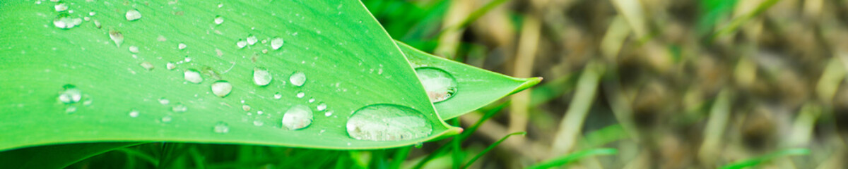 Green background with grass. Water drops on the green grass. Drop of dew in morning on a leaf. Banner, header for web design.