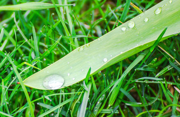 Green background with grass. Water drops on the green grass. Drop of dew in morning on a leaf....