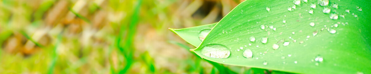 Green background with grass. Water drops on the green grass. Drop of dew in morning on a leaf. Banner, header for web design.