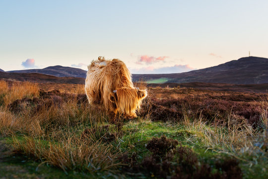 Highland Cattle near Durness