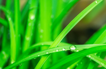 Naklejka premium Green background with grass. Water drops on the green grass. Drop of dew in morning on a leaf. Banner, header for web design.