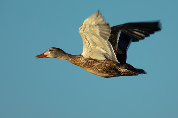 wild duck flying in the wild