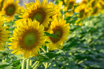 beautiful sunflowers blooming in field