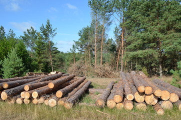 Długie kłody ściętej sosny w kaszubskim lesie, Polska © Ewa