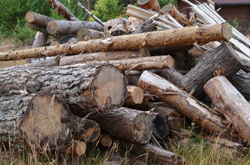 Kłody sosnowe, ścięte drewno w lesie
