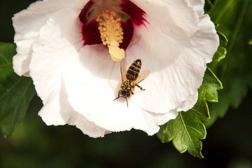 The bee collects pollen on a hibiscus flower. Production of bee honey. Detail of pollen. Summer day.