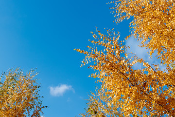 Fototapeta premium Colorful autumn leaves on a blue sky