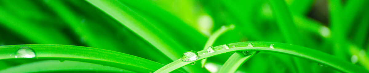 Green background with grass. Water drops on the green grass. Drop of dew in morning on a leaf. Banner, header for web design.
