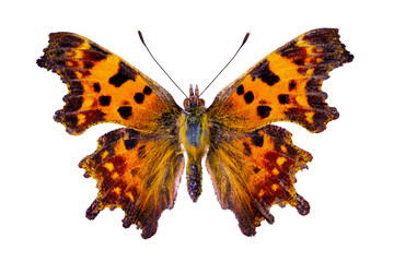 Polygonia c-album on a white background