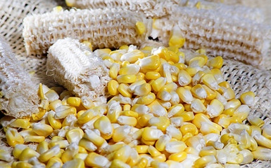 cob and grains of raw corn