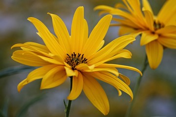 gelbe Blüten in Nahaufnahme